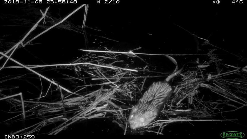 Swimming muskrat, captured with a photo trap