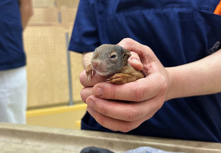 Ein Eichhörnchen-Jungtier ist Patient in der Heimtierklinik der TiHo.