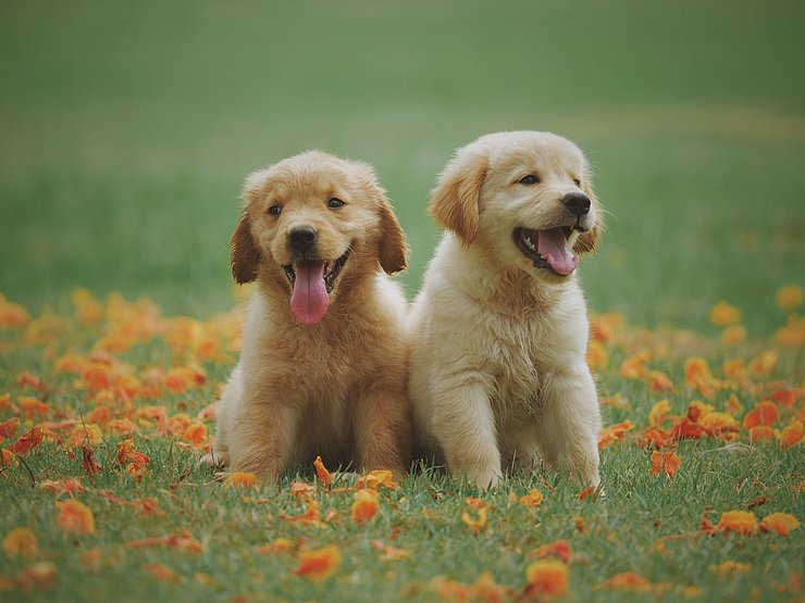 zwei Hunde auf einer Wiese