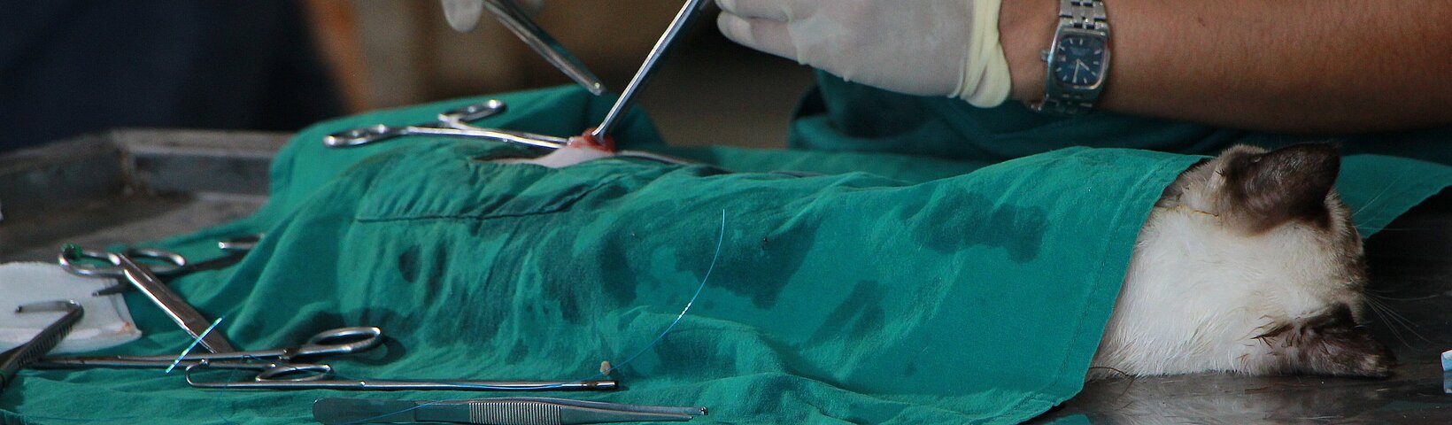 Operation bei einer Katze