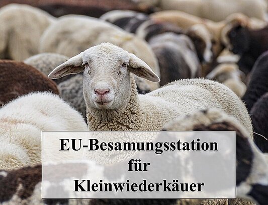 ein aus einer Gruppe bunter Schafe herausschauendes weißes Schaf mit dem Schriftzug "EU-Besamungsstation für Kleinwiederkäuer"