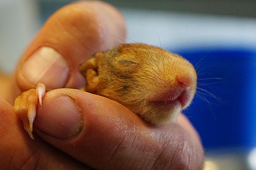 Ein Eichhörnchen-Jungtier wird in der Heimtierklinik der TiHo versorgt.
