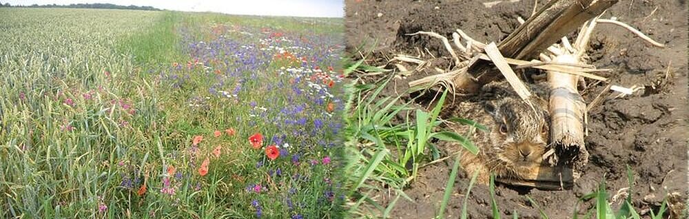 Cereal field with a flowering strip and a young hare