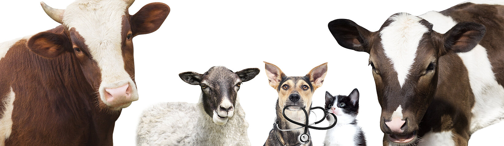 in einr Reihe: zwei Kühe, ein Schaf, ein Hund mit Stethoskop und eine Katze 