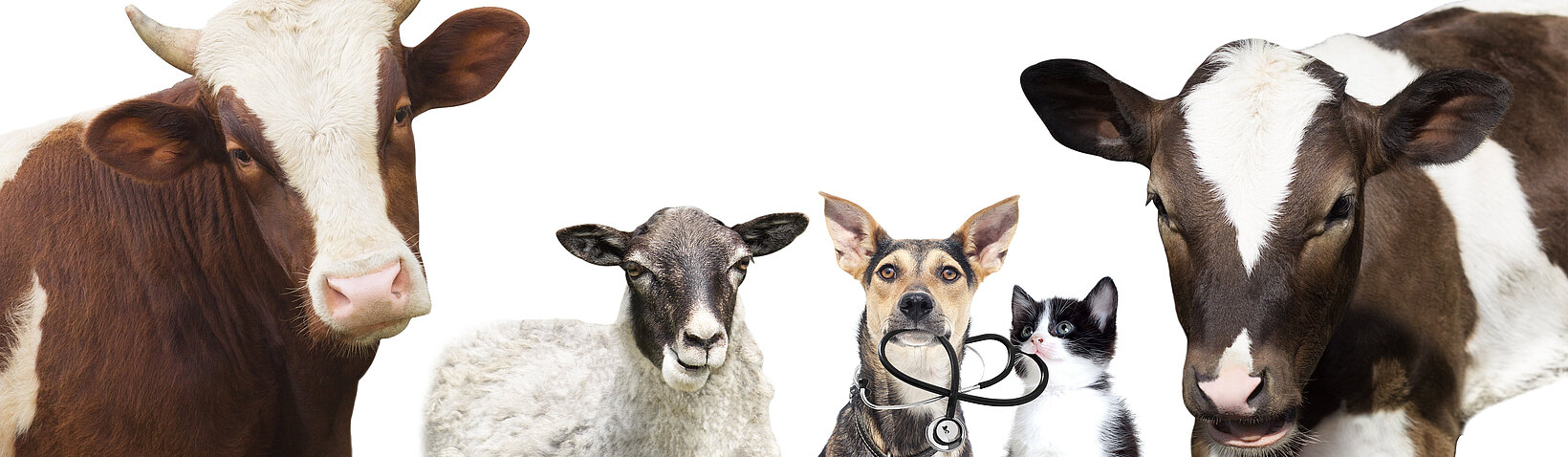 Tiere mit Stethoskop, von Happy monkey, adobe.stock.com in einr Reihe: zwei Kühe, ein Schaf, ein Hund mit Stethoskop und eine Katze