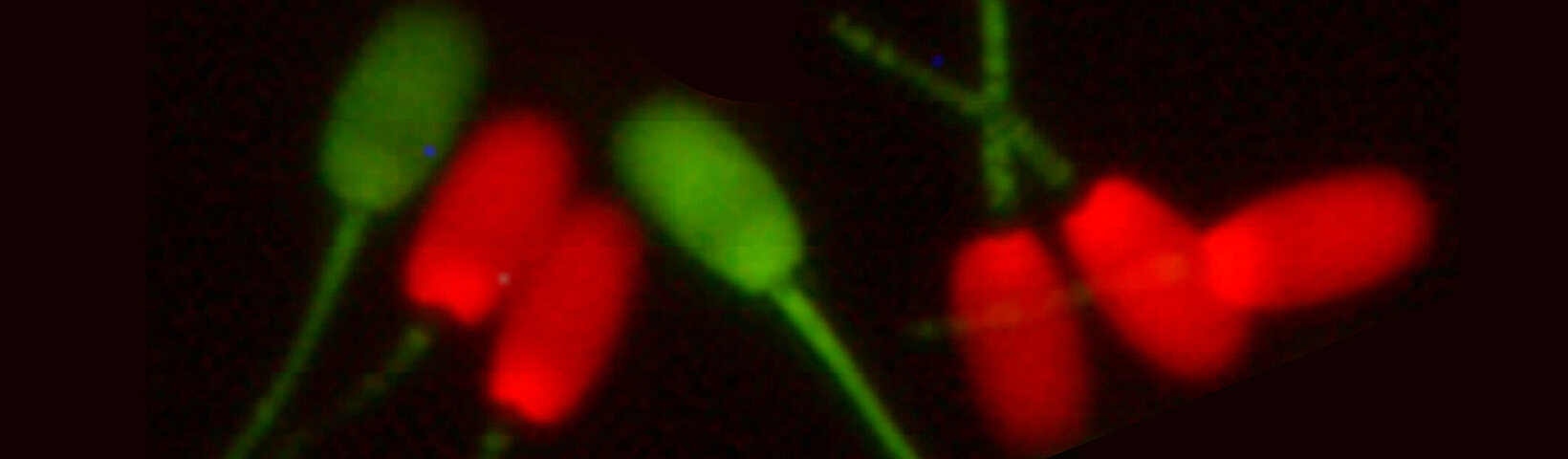 Rote und Grüne Samen vor schwarzem Hintergrund 