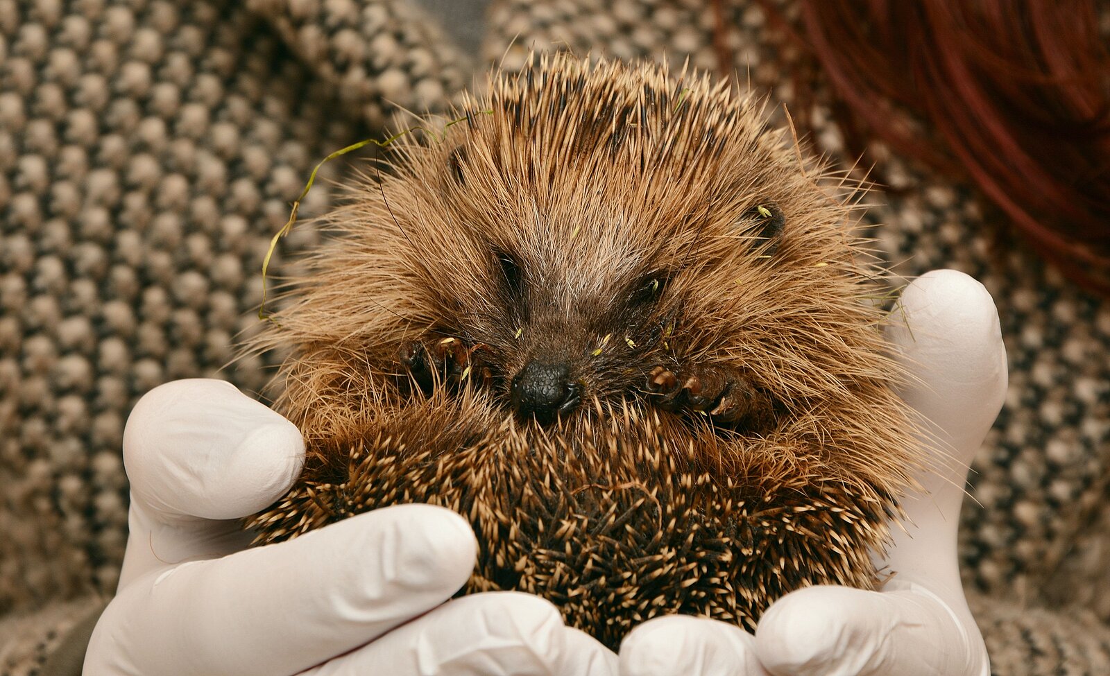 Igel in den Händen