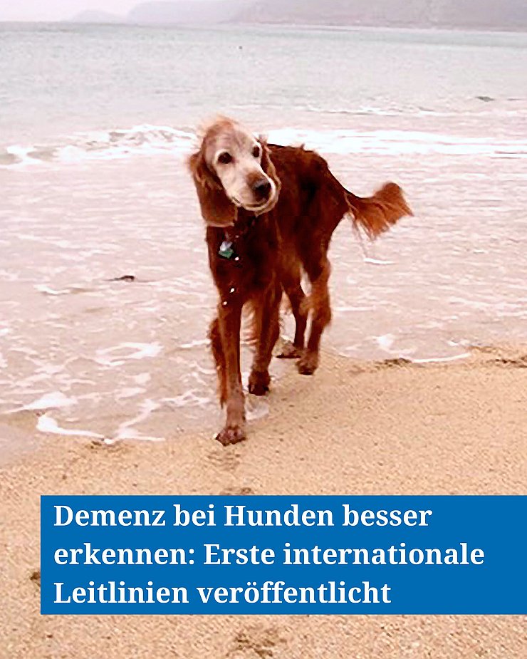 Ein Hundesenior läuft am Strand