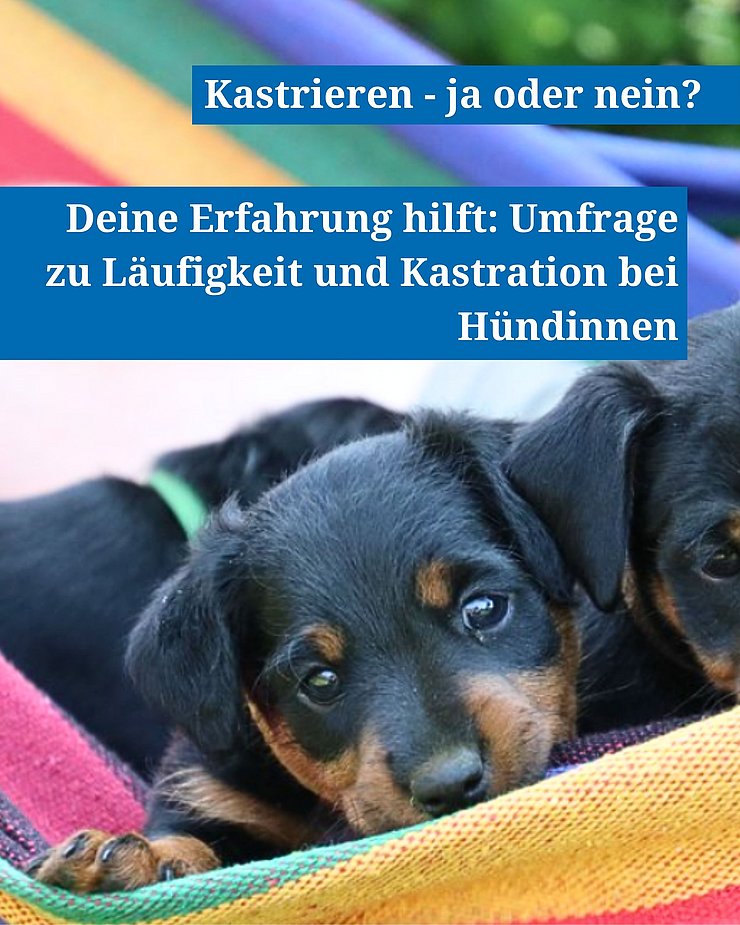 Aufruf zur Teilnahme an einer Online-Umfrage mit einem Welpen-Foto