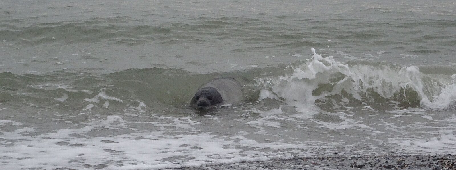 Kegelrobbe im Spülsaum, Helgoland