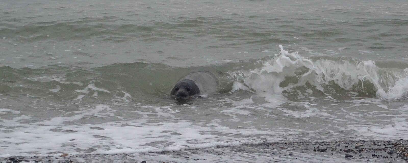 Grey seal at the beach