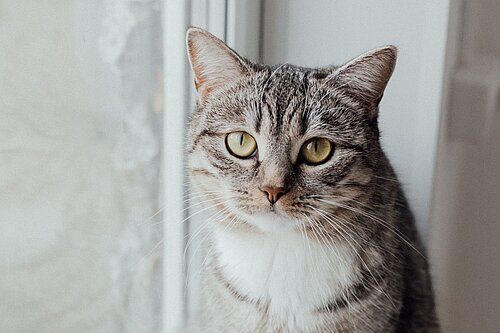 Katze am Fenster