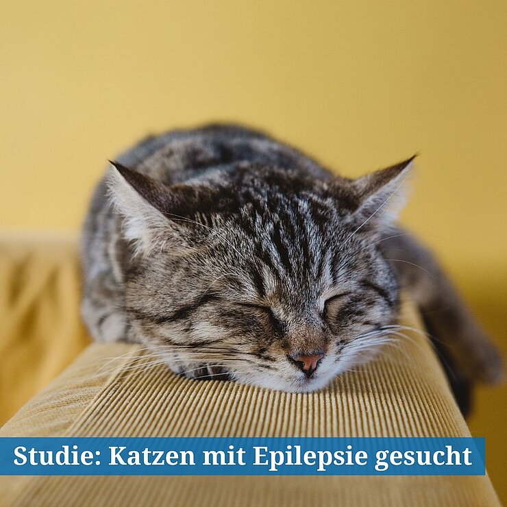 Schlafende Katze auf Cordsofa.