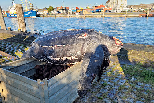 Tote Meeresschildkröte am Hafen