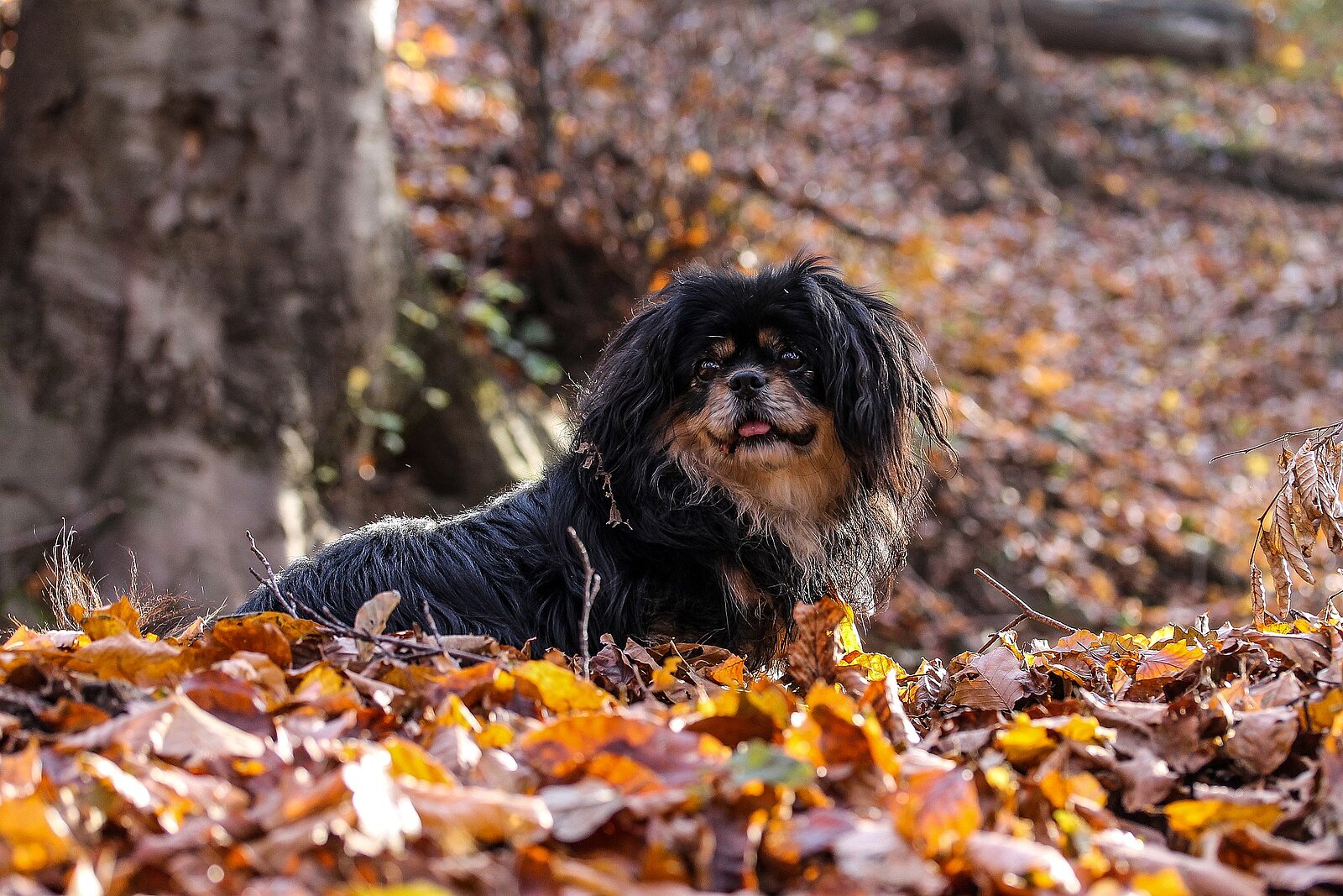 Tibet Spaniel