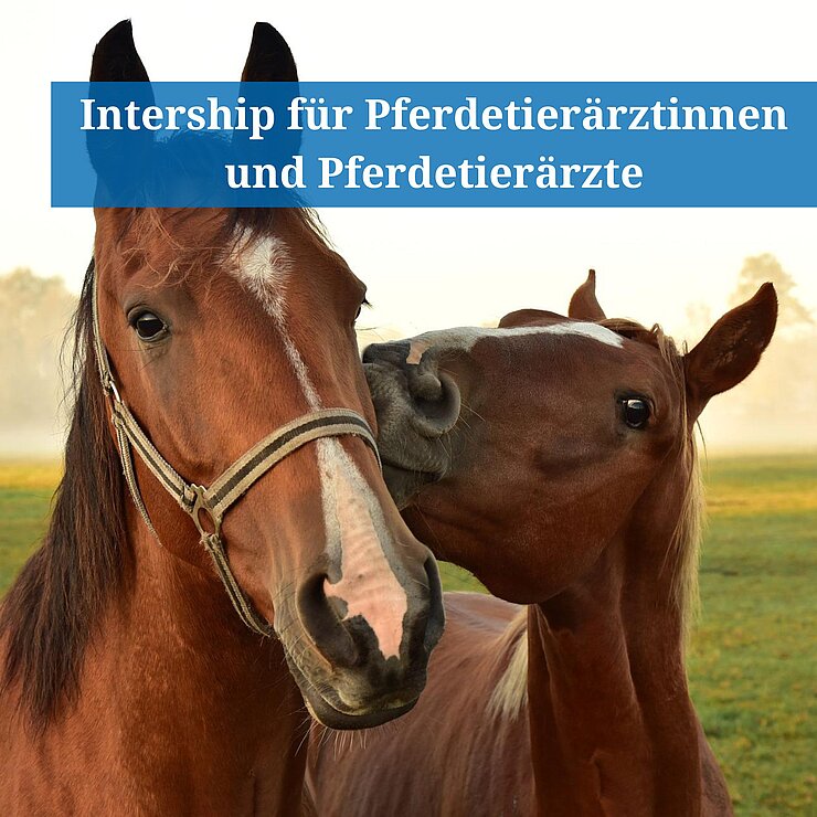 Pferd mit Fohlen