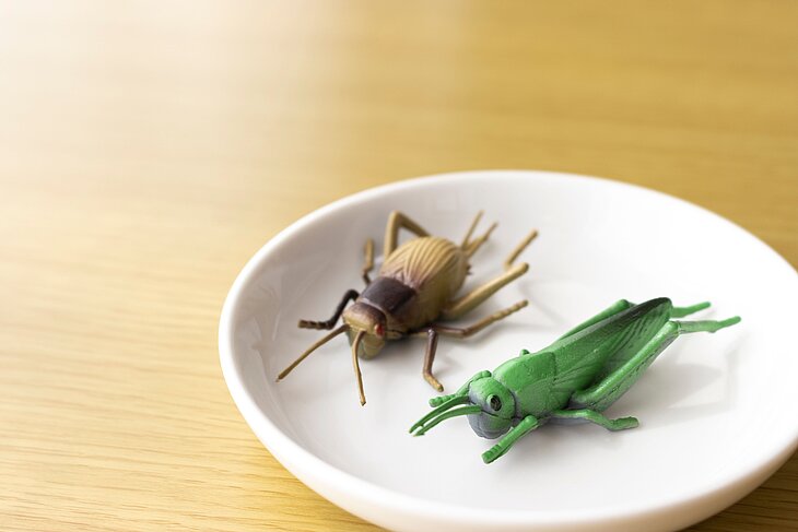 Insekten aus Plastik auf einem Teller