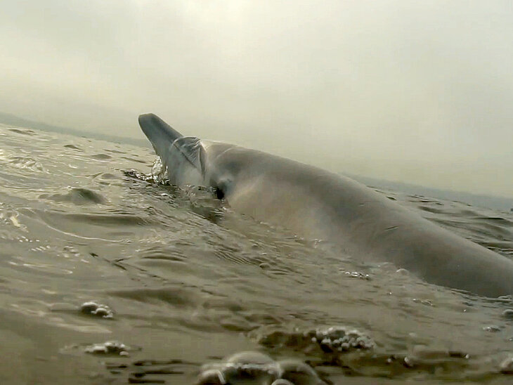 Delfin über Wasser