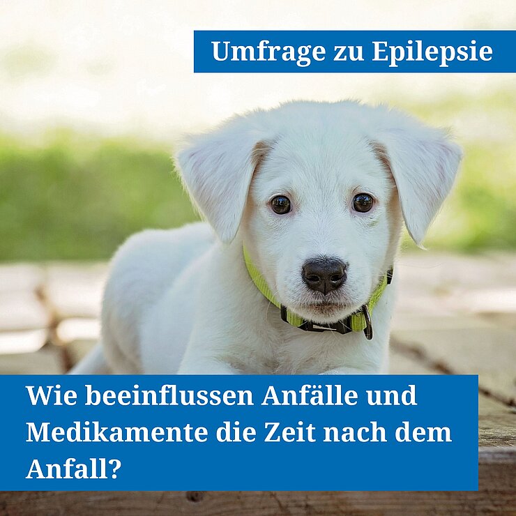 Junge Hund blickt in die Kamera