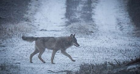 Wolf is crossing a snowy field path
