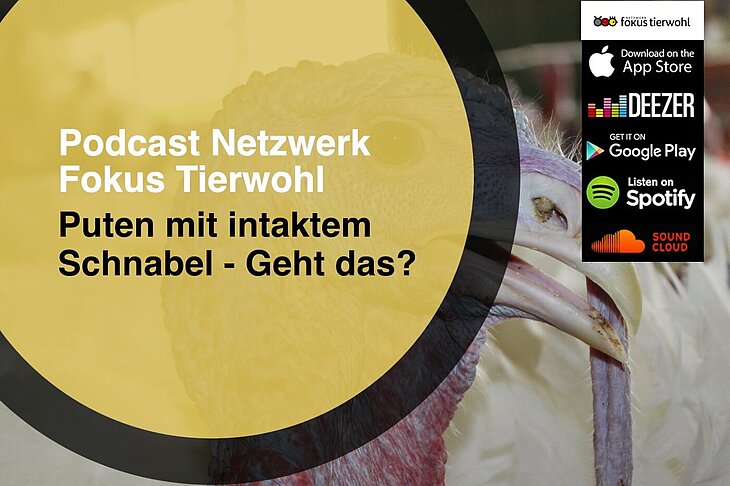 Podcast Netzwerk Fokus Tierwohl