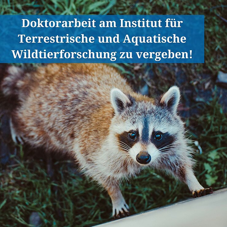 Waschbär