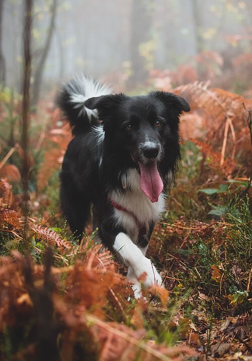 laufender Hund im Wald