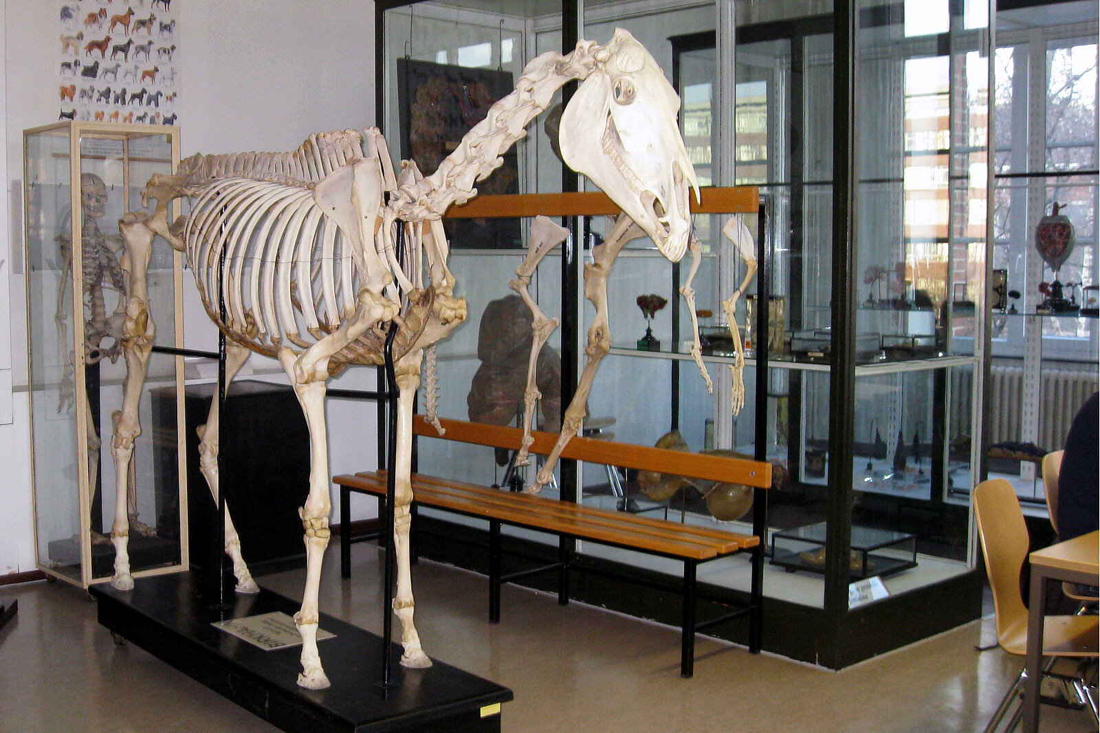 Foto aus der Lehrsammlung des Anatomischen Instituts