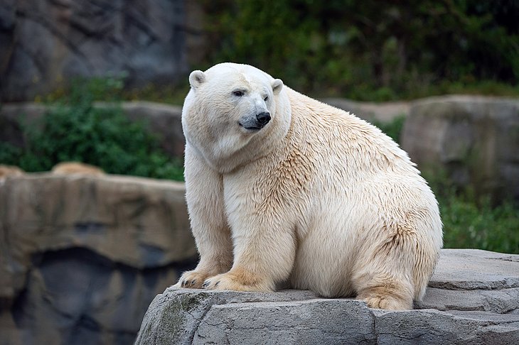 Eisbär im Zoo Hannover
