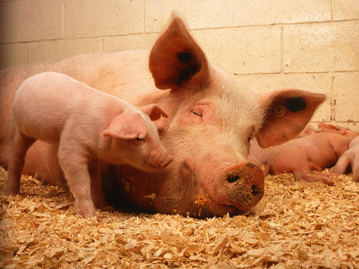 Sau mit Ferkel