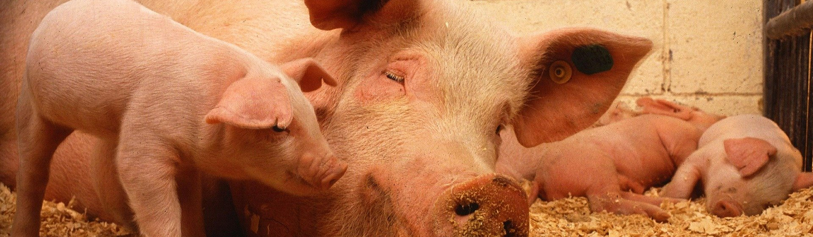 Schweine