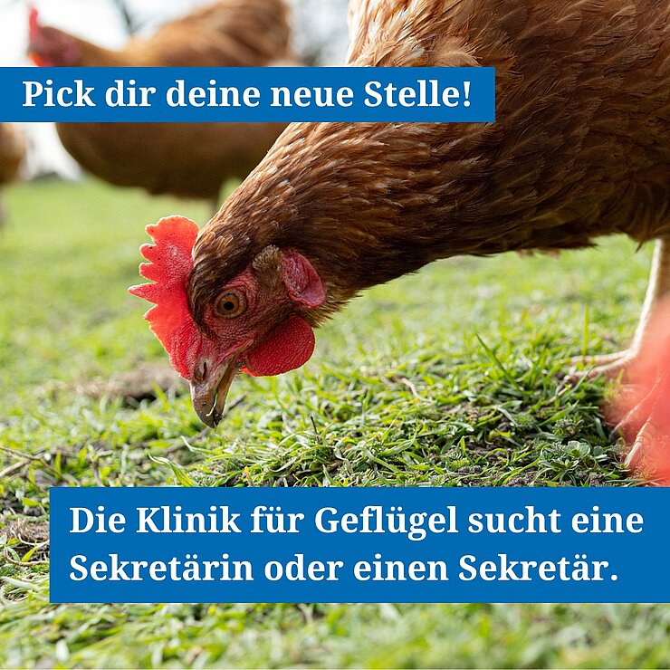Hühner picken im Gras.