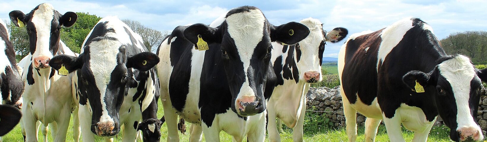 Holstein Cattle 