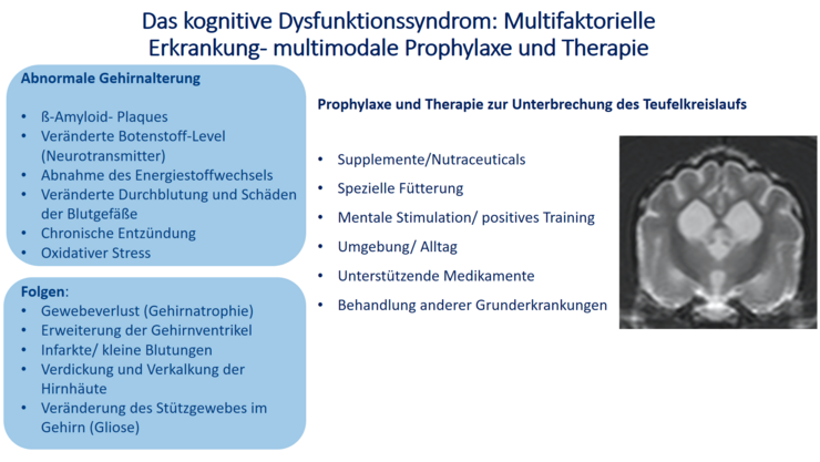 Das kognitive Dysfunktionssyndrom