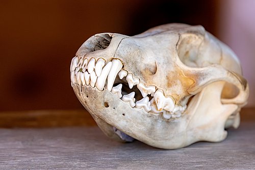 Der Schädel eines Seehundes.