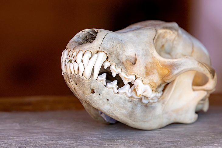 Der Schädel eines Seehundes.