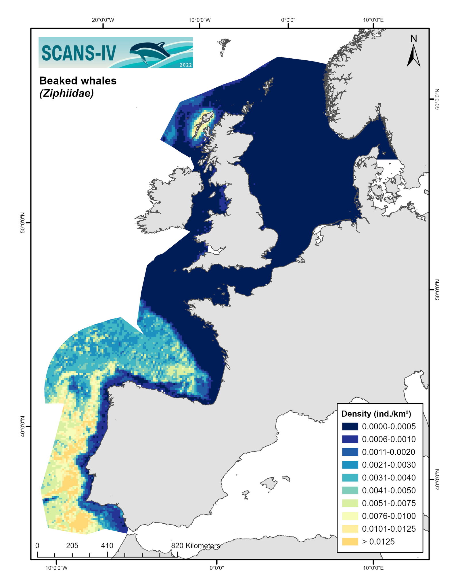 Modelled distribution map beaked whales