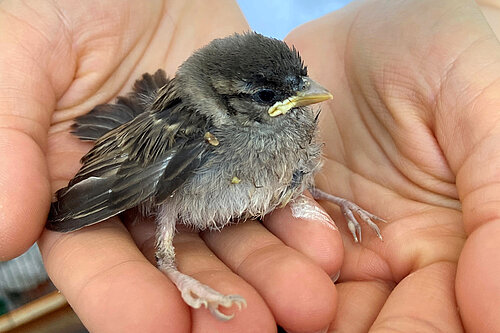 Spatz in der Hand