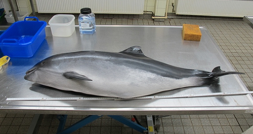 Harbour porpoise (Phocoena phocoena) on section table. Photo ITAW