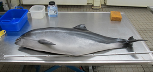 Harbour porpoise (Phocoena phocoena) on section table. Photo ITAW