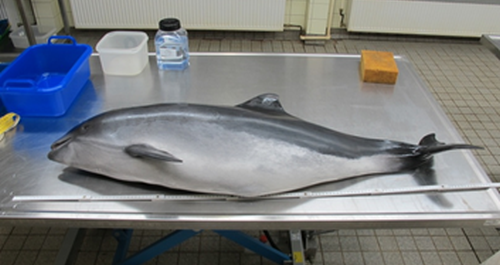 Schweinswal (Phocoena phocoena) auf Sektionstisch. Foto ITAW