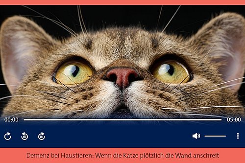 Screenshot mit einer Katze