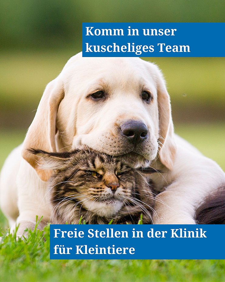 Ausschreibung freier Stellen in der Klinik für Kleintiere.