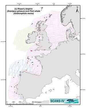 Verteilungskarte von Risso's Delphinen und Pilotwalen