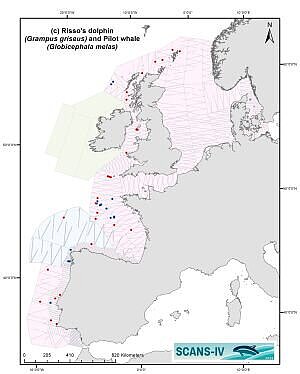 Distribution map of Risso's Dolphin and Pilot Whale