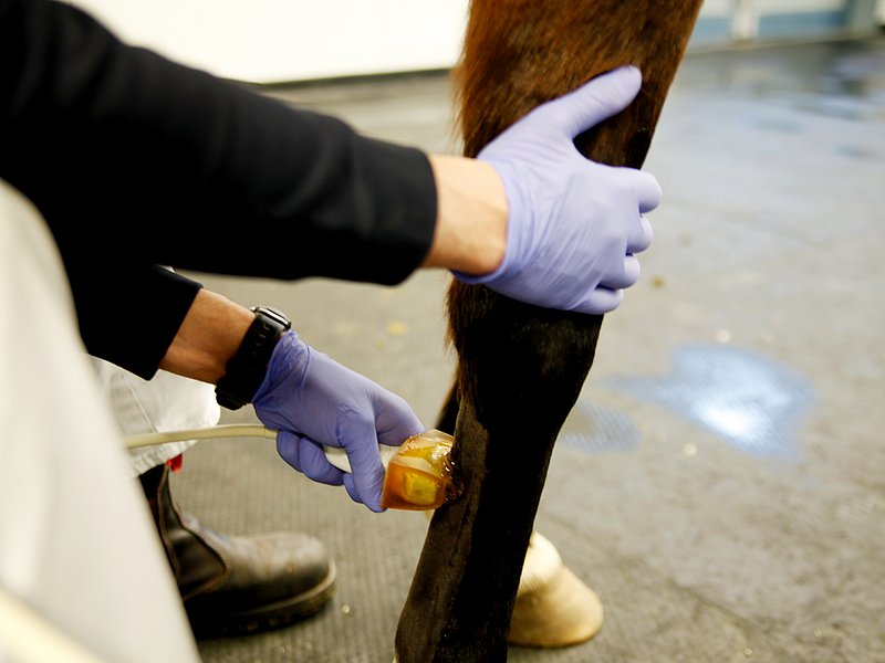 Ultraschalluntersuchung der Vordergliedmaße