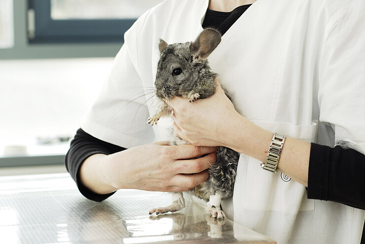 Klinische Untersuchung eines Chinchillas in der Sprechstunde. Zu sehen ist das Durchtasten des Bauches.