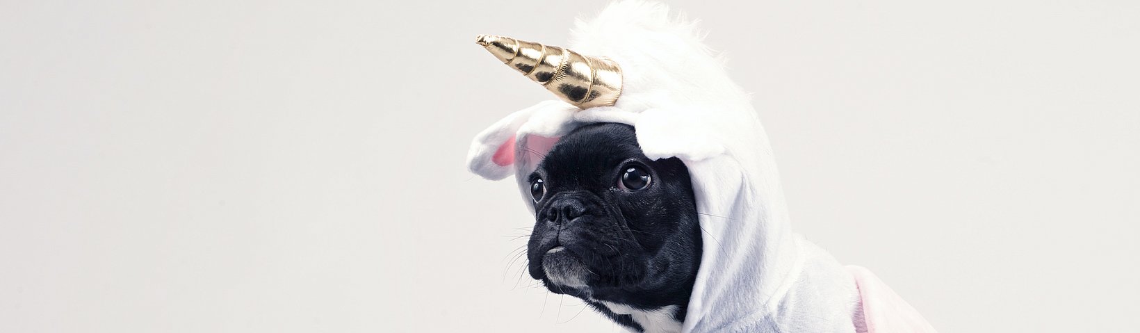 Hund im Einhornkostüm 