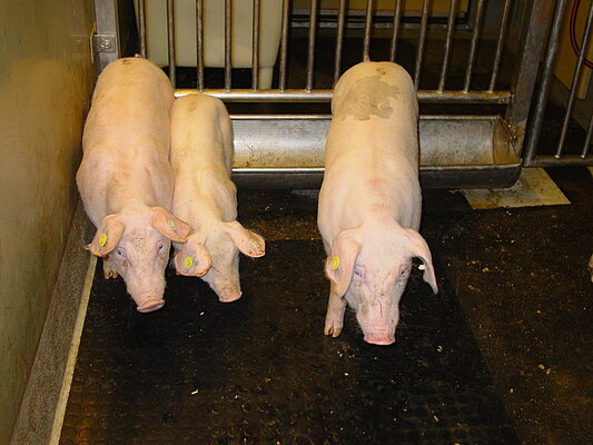 Wasting of a chronically CSF virus infected pig (pig in the middle)