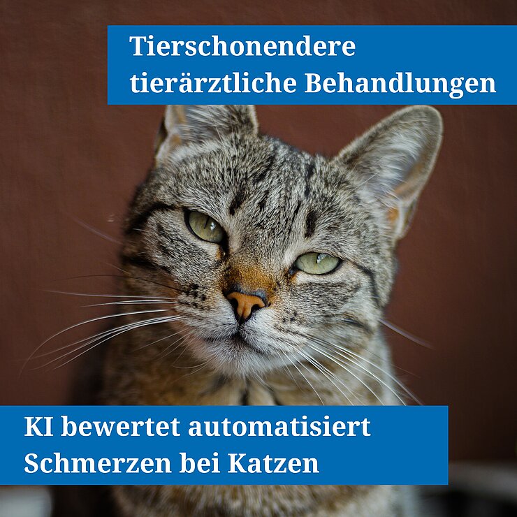 Grafik mit einer Katze